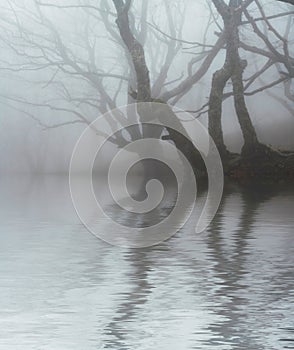 Niebla en Bosque 