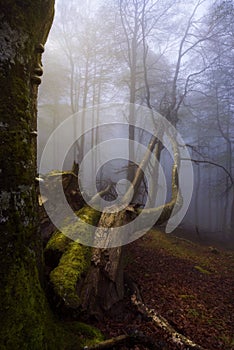 Fog in the forest