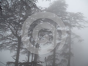 Fog in the forest, big high trees in kashmir, kashmir big trees