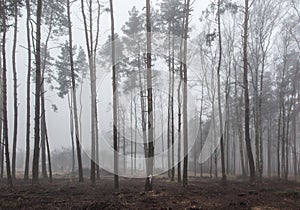Fog in the forest creating a gloomy image