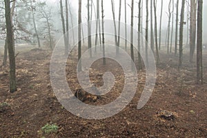 Fog in the forest creating a gloomy image