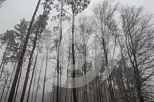 Fog in the forest creating a gloomy image