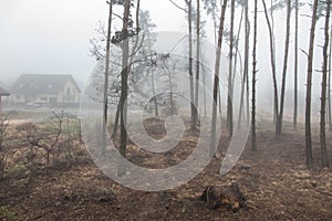 Fog in the forest creating a gloomy image