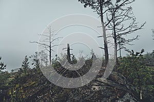 Fog in forest. Dark photo of fog at white night in Karelia.