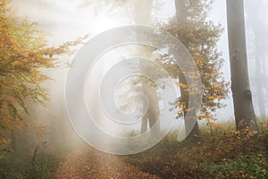 Fog in the forest in fall season