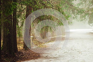 Fog in the forest, fir-tree branches hanging over the road