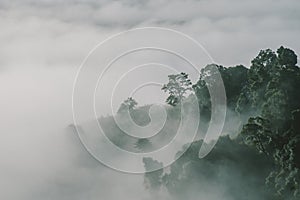 Fog forest at high forest in Thailand