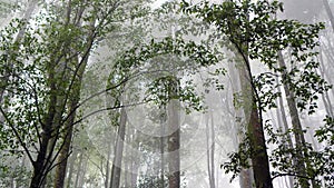 Fog in the forest. Misty morning with fog in the woods. Trees nature landscape background. Natural backgrounds