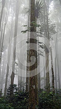 Fog in the forest. Misty morning with fog in the woods. Trees nature landscape vertical background. Natural backgrounds