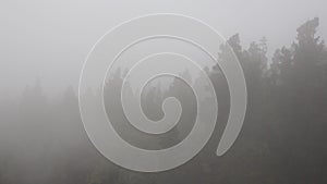 Fog forest in the mountains - Pico del teide , Canary islands