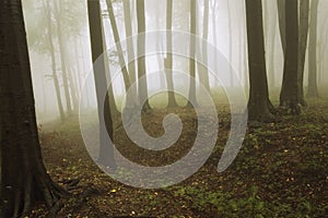 Fog in a forest with old trees