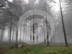 Fog in a forest picnic area - 2