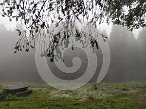 Fog in a forest picnic area - 3