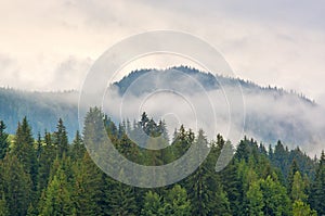 Fog in the forest of pine trees in the mountains