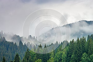 Nebbia foresta da pino alberi montagne 