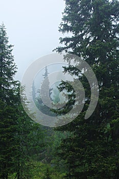 Fog in the forest in Reitaralm, Austia