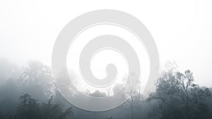 Fog in the forest, trees and mountains, mist in the morning