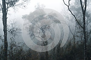 Fog in the forest, trees and mountains, mist in the morning