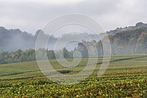 Fog Forest and Vineyard Villers-Marmery