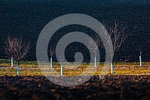 Fog frost winter rows of vineyards in South Moravia, Czech