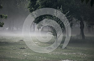 Fog on a glade in the park