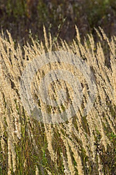 Fog grass in the Morninglight