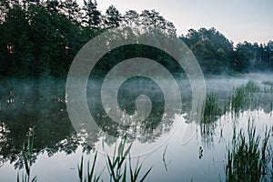 Fog, grass, trees against the backdrop of lakes and nature. Fishing background. Carp fishing. Misty morning. nature. Wild areas.