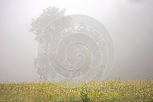 Fog hovers over grasses in a field in Cades Cove.