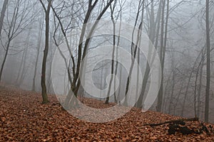 Fog i n forest trees