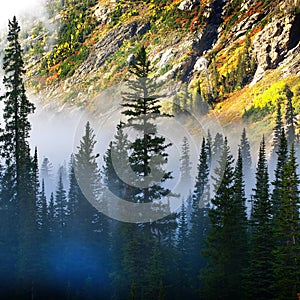 Fog and Isolated Pine Tree on Rugged Mountainside