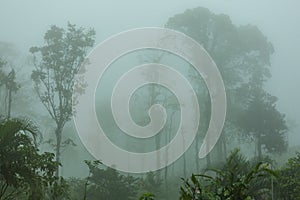 Fog in jungle