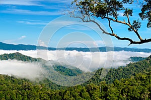 The fog at Khao Phanoen Thung, Kaeng Krachan National Park in Th