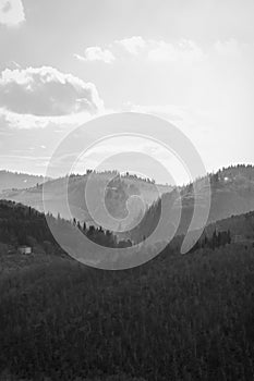 Fog-Kissed Tuscan Sunrise: Vineyards and Trees in Monochromatic Serenity