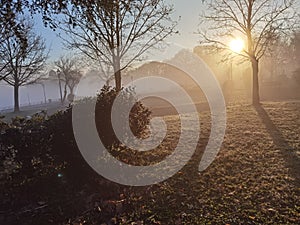 Fog in lake pamvotis of ioannina city greece in winter morning sunrise among leafless  trees