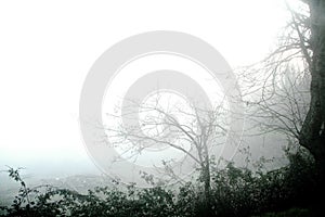 Fog landscape