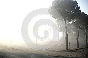 Fog landscape