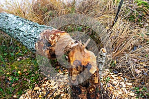 fog landscape, rainy day, beaver-gnawed tree on the lake shore,