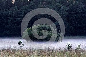 Fog laying low around a green bush in a field.