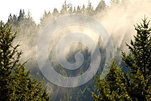 Fog lifting through evergreen forest, creating shafts of light, near Prince George