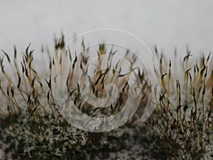 Fog in the micro world of plants