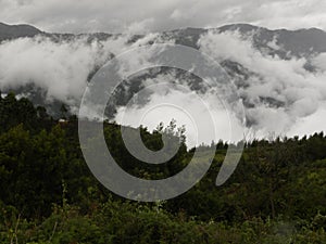 Fog, mist, clouds covered Palani hills of western ghats