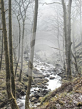 Fog and mist in english wodland with a mountain stream
