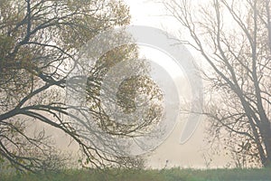 fog, mist, haze, smoke, brume, toman. Fog in autumn oak forest