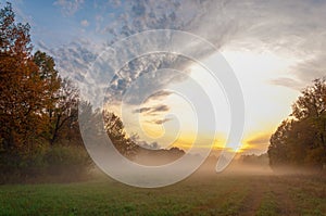 fog, mist, haze, smoke, brume, toman. Fog in autumn oak forest