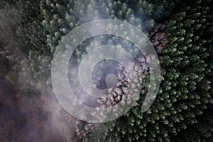 Fog and mist over Oregon forest in winter, birdseye view