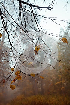 Fog in  morning in  autumn forest