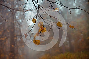 Fog in  morning in  autumn forest