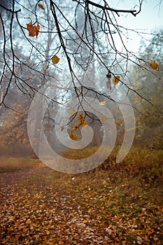 Fog in  morning in  autumn forest