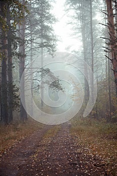 Fog in  morning in  autumn forest