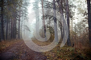 Fog in  morning in  autumn forest